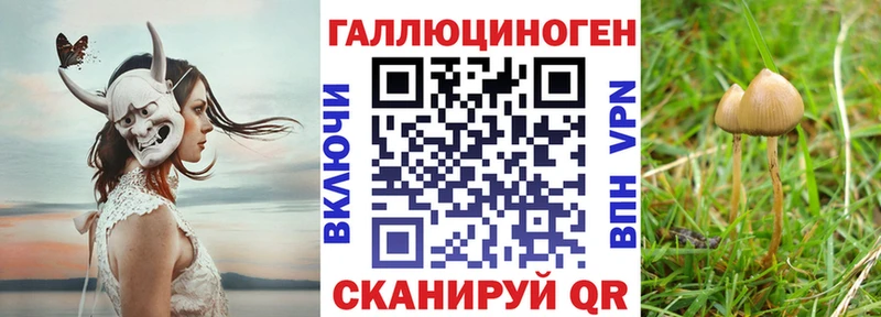 кракен зеркало Западная Двина Псилоцибиновые грибы Cubensis
